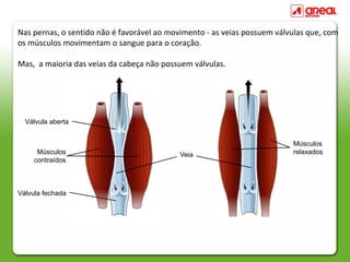 Nas pernas, o sentido não é favorável ao movimento - as veias possuem válvulas que, com
os músculos movimentam o sangue para o coração.

Mas, a maioria das veias da cabeça não possuem válvulas.




  Válvula aberta


                                                                          Músculos
      Músculos                              Veia                          relaxados
     contraídos



Válvula fechada
 