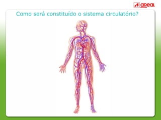 Como será constituído o sistema circulatório?
 