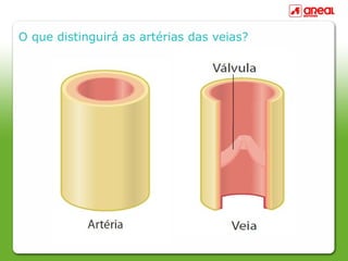 O que distinguirá as artérias das veias?
 