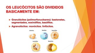 OS LEUCÓCITOS SÃO DIVIDIDOS
BASICAMENTE EM:
 Granulócitos (polimorfonucleares): bastonetes,
segmentados, eosinófilos, basófilos.
 Agranulócitos: monócitos, linfócitos.
 