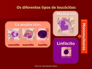 Os diferentes tipos de leucócitos:




                                                              Mononucleares
neutrófilo   eosinófilo       basófilo




                          Profa. Dra. Rita Mousinho Ribeiro
 