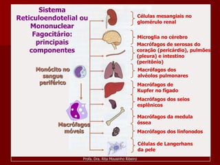 Sistema
                                                       Células mesangiais no
Reticuloendotelial ou
                                                       glomérulo renal
    Mononuclear
     Fagocitário:                                      Microglia no cérebro
      principais                                       Macrófagos de serosas do
    componentes                                        coração (pericárdio), pulmões
                                                       (pleura) e intestino
                                                       (peritônio)
     Monócito no                                       Macrófagos dos
       sangue                                          alvéolos pulmonares
      periférico                                       Macrófagos de
                                                       Kupfer no fígado
                                                       Macrófagos dos seios
                                                       esplênicos

                                                       Macrófagos da medula
            Macrófagos                                 óssea
             móveis                                    Macrófagos dos linfonodos

                                                       Células de Langerhans
                                                       da pele
                   Profa. Dra. Rita Mousinho Ribeiro
 