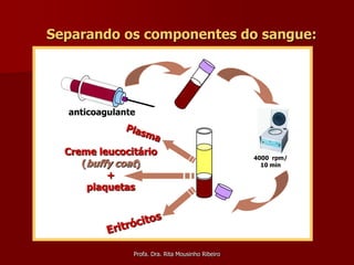 Separando os componentes do sangue:




  anticoagulante



  Creme leucocitário
                                                   4000 rpm/
     (buffy coat)                                    10 min
          +
      plaquetas




               Profa. Dra. Rita Mousinho Ribeiro
 