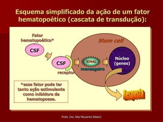 Esquema simplificado da ação de um fator
 hematopoético (cascata de transdução):

     Fator
 hematopoético*                                   Stem cell
     CSF
                                                        Núcleo
                                        SINAL
                  CSF                                   (genes)
                                   mensageiro
                  receptor

  *esse fator pode ter
tanto ação estimulante
   como inibidora da
     hematopoese.



                    Profa. Dra. Rita Mousinho Ribeiro
 