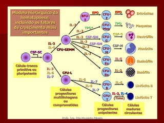 Modelo hierárquico da                             EPO
                                                              CFU-
                                                                     EPO           Eritrócitos
                                          BFU-
    hematopoese,                           E                   E
 incluindo os fatores                                                TPO
                                IL-3                          CFU-                 Plaquetas
de crescimento mais                           TPO*            Meg
     importantes                       IL-3
                                                     CSF-G
                                IL-3 CSF-GM CFU-                                   Neutrófilo
                                  IL-3           G
                  IL-3                   CSF-GM
                                    IL-3             CSF-M
                  IL-6                          CFU-                                Monócito
                       CFU-GEMM
         CSF-SC                                  M
                                     IL-3
                                                              CFU-   IL-5
                                                                                   Eosinófilo
                                                               Eo
 Célula-tronco
  primitiva ou    IL-3
                                                              CFU-   IL-3          Basófilo
 pluripotente     IL-6    CFU-L
                                                               Ba
                  IL-7
                                        IL-6
                                                 IL-7                IL-6
                                              IL-6            CFU-                Linfócito B
                         Células                   IL-7        B
                      progenitoras                                 IL-2, IL-4
                     multilinhagens                           CFU-                Linfócito T
                                                               T    (Timo)
                            ou
                     comprometidas                        Células             Células
                                                       progenitoras          maduras
                                                       unipotentes          circulantes
                          Profa. Dra. Rita Mousinho Ribeiro
 