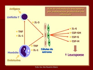 Antígeno                         Vias de estímulo da leucopoese
                                   por endotoxinas produzidas em
                                              infecções:
Linfócito T

                 IL-3

                                                          IL-6
          TNF
                                                          CSF-GM
          IL-1
                                                          CSF-G
                                                          CSF-M

                 TNF
                 IL-1     Células do
Monócito                   estroma
                                                       Leucopoese
Endotoxina

                  Profa. Dra. Rita Mousinho Ribeiro
 