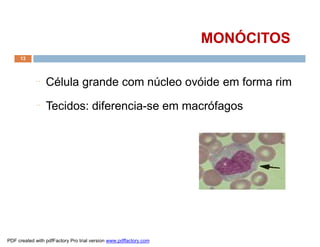 ¨ Célula grande com núcleo ovóide em forma rim
¨ Tecidos: diferencia-se em macrófagos
MONÓCITOSMONÓCITOS
13
PDF created with pdfFactory Pro trial version www.pdffactory.com
 