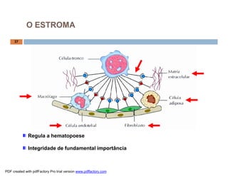 Regula a hematopoese
Integridade de fundamental importância
37
O ESTROMA
PDF created with pdfFactory Pro trial version www.pdffactory.com
 