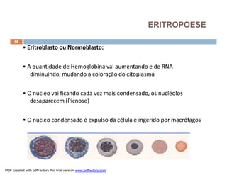 48
• Eritroblasto ou Normoblasto:
• A quantidade de Hemoglobina vai aumentando e de RNA
diminuindo, mudando a coloração do citoplasma
• O núcleo vai ficando cada vez mais condensado, os nucléolos
desaparecem (Picnose)
• O núcleo condensado é expulso da célula e ingerido por macrófagos
ERITROPOESE
PDF created with pdfFactory Pro trial version www.pdffactory.com
 