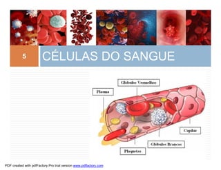 CÉLULAS DO SANGUE5
PDF created with pdfFactory Pro trial version www.pdffactory.com
 