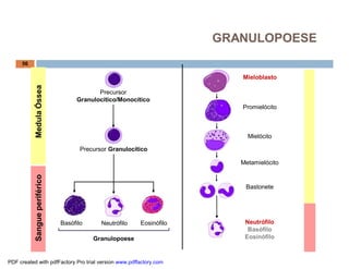 Precursor
Granulocítico/Monocítico
Precursor Granulocítico
Granulopoese
Eosinófilo Neutrófilo
Basófilo
Eosinófilo
Basófilo
Mieloblasto
Promielócito
Mielócito
Metamielócito
Bastonete
Neutrófilo
MedulaÓsseaSangueperiférico
56
GRANULOPOESE
PDF created with pdfFactory Pro trial version www.pdffactory.com
 