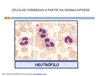 59
NEUTRÓFILO
CÉLULAS FORMADAS A PARTIR DA GRANULOPOESE
PDF created with pdfFactory Pro trial version www.pdffactory.com
 