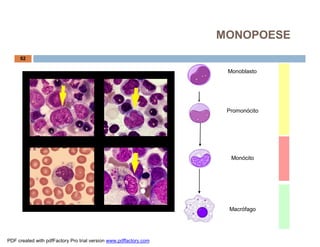 Monoblasto
Promonócito
Monócito
Macrófago
62
MONOPOESE
PDF created with pdfFactory Pro trial version www.pdffactory.com
 