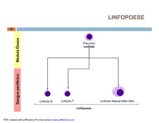 Precursor
Linfóide
Linfopoese
Linfócito B Linfócito T Linfócito Natural Killer (NK)
MedulaÓsseaSangueperiférico
63
LINFOPOESE
PDF created with pdfFactory Pro trial version www.pdffactory.com
 