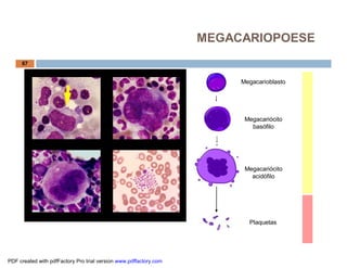 Megacarioblasto
Megacariócito
basófilo
Megacariócito
acidófilo
Plaquetas
67
MEGACARIOPOESE
PDF created with pdfFactory Pro trial version www.pdffactory.com
 