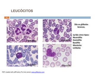 neutrófilos eosinófilo
basófilo monócito
8
LEUCÓCITOS
São os glóbulos
brancos.
q São cinco tipos:
Neutrófilo
Eosinófilo
Basófilo
Monócito
Linfócito
PDF created with pdfFactory Pro trial version www.pdffactory.com
 