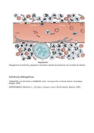 Passagem de euritrócitos, plaquetas e leucócitos através da parede de um sinusóide da medula
Referências Bibliográficas:
JUNQUEIRA, Luiz de Carlos e CARNEIRO, José. Histologia Básica, Rio de Janeiro, Guanabara
Koogan, 2005.
KIERSZENBAUM, Abraham L., Histologia e Biologia Celular, Rio de Janeiro, Elsevier, 2004.
 