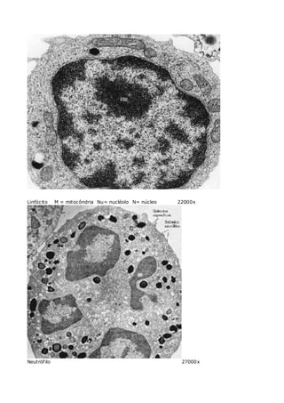 Linfócito M = mitocôndria Nu= nucléolo N= núcleo 22000x
Neutrófilo 27000x
 