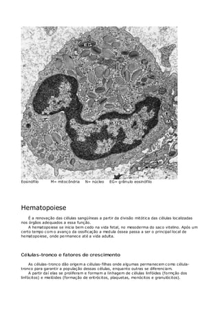 Eosinófilo M= mitocôndria N= núcleo EG= grânulo eosinófilo
Hematopoiese
É a renovação das células sangüíneas a partir da divisão mitótica das células localizadas
nos órgãos adequados a essa função.
A hematopoiese se inicia bem cedo na vida fetal, no mesoderma do saco vitelino. Após um
certo tempo com o avanço da ossificação a medula óssea passa a ser o principal local de
hematopoiese, onde permanece até a vida adulta.
Células-tronco e fatores de crescimento
As células-tronco dão origem a células-filhas onde algumas permanecem como célula-
tronco para garantir a população dessas células, enquanto outras se diferenciam.
A partir daí elas se proliferam e formam a linhagem de células linfóides (formção dos
linfócitos) e mielóides (formação de eritrócitos, plaquetas, monócitos e granulócitos).
 