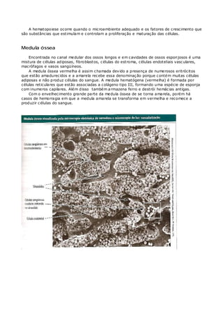 A hematopoiese ocorre quando o microambiente adequado e os fatores de crescimento que
são substâncias que estimulam e controlam a proliferação e maturação das células.
Medula óssea
Encontrada no canal medular dos ossos longos e em cavidades de ossos esponjosos é uma
mistura de células adiposas, fibroblastos, células do estroma, células endoteliais vasculares,
macrófagos e vasos sangüíneos.
A medula óssea vermelha é assim chamada devido a presença de numerosos eritrócitos
que estão amadurecidos e a amarela recebe essa denominação porque contém muitas células
adiposas e não produz células do sangue. A medula hematógena (vermelha) é formada por
células reticulares que estão associadas a colágeno tipo III, formando uma espécie de esponja
com inumeros capilares. Além disso também armazena ferro e destrói hemácias antigas.
Com o envelhecimento grande parte da medula óssea de se torna amarela, porém há
casos de hemorragia em que a medula amarela se transforma em vermelha e recomece a
produzir células do sangue.
 