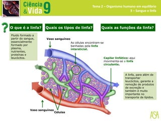 Tema 2 – Organismo humano em equilíbrio
3 – Sangue e linfa
O que é a linfa? Quais os tipos de linfa? Quais as funções da linfa?
Vaso sanguíneo
Vaso sanguíneo
Células
Capilar linfático: aqui
movimenta-se a linfa
circulante.
As células encontram-se
banhadas pela linfa
intersticial.
Fluido formado a
partir do sangue,
essencialmente
formado por
plasma,
nutrientes,
proteínas e
leucócitos.
A linfa, para além de
transportar
leucócitos, garante a
remoção de produtos
de excreção e
também é muito
importante no
transporte de lípidos.
 