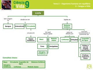 Linfa
tem origem
no
Sangue
divide-se em
Intersticial
circula em
Vasos
linfáticos
ligada ao
do qual
fazem parte
Timo Amígdalas
pode ser
afetado por
Infeções
cujo bom
funcionamento é
promovido por
Evitar o
uso de
roupas
apertadas
Praticar
exercício
físico
Baço Sistema linfático
Circulante
Gânglios
linfáticos Linfomas
Tema 2 – Organismo humano em equilíbrio
3 – Sangue e linfa
Conceitos chave:
Medula óssea
Ingestão de
água
Circulante
Sistema
linfático
Gânglios
linfáticos
Baço
Medula
óssea
Linfomas
Ingestão
de água
 