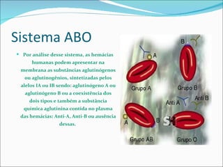 Sistema ABO
 Por análise desse sistema, as hemácias
      humanas podem apresentar na
 membrana as substâncias aglutinógenos
   ou aglutinogênios, sintetizadas pelos
 alelos IA ou IB sendo: aglutinógeno A ou
   aglutinógeno B ou a coexistência dos
     dois tipos e também a substância
   química aglutinina contida no plasma
 das hemácias: Anti-A, Anti-B ou ausência
                 dessas.
 