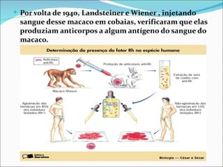  Por volta de 1940, Landsteiner e Wiener , injetando
 sangue desse macaco em cobaias, verificaram que elas
 produziam anticorpos a algum antígeno do sangue do
 macaco.
 