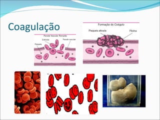 Coagulação
 
