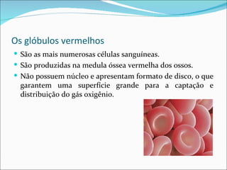 Os glóbulos vermelhos
 São as mais numerosas células sanguíneas.
 São produzidas na medula óssea vermelha dos ossos.
 Não possuem núcleo e apresentam formato de disco, o que
  garantem uma superfície grande para a captação e
  distribuição do gás oxigênio.
 