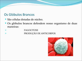 Os Glóbulos Brancos
 São células dotadas de núcleo.
 Os glóbulos brancos defendem nosso organismo de duas
    maneiras:
               FAGOCITOSE
               PRODUÇÃO DE ANTICORPOS
 