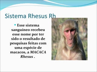 Sistema Rhesus Rh
    Esse sistema
  sanguíneo recebeu
   esse nome por ter
  sido o resultado de
 pesquisas feitas com
    uma espécie de
 macacos, a MACACA
        Rhesus .
 