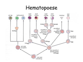 Hematopoese
 