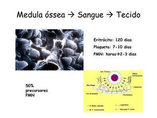 Medula óssea  Sangue  Tecido


                  Eritrócito: 120 dias
                  Plaqueta: 7-10 dias
                  PMN: horas2-3 dias




  50%
  precursores
  PMN
 