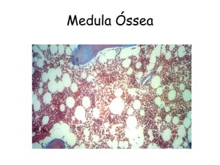 Medula Óssea
 