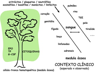 eritrócitos / plaquetas / neutrófilos
eosinófilos / basófilos / monócitos / linfócitos            pulmões

                                                                 rins
                                 coração
                                                                        TGI
                                     genitália
                                                                          pele

                                           fígado
                                                           sangue             tireóide

                                                                                  ...
                                                   baço


                                                    linfonodos
    EPO
    TP           CITOQUINAS                               adrenais
    G-CSF
                                                           medula óssea

                                                 CONTEXTO CLÍNICO
                                                     (esperado x observado)
célula-tronco hematopoética (medula óssea)
 