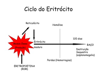 Ciclo do Eritrócito

              Reticulócito
                                      Hemólise




                                                         120 dias
                     Eritrócito
Medula Óssea
                                                                    BAÇO
 (Produção)          maduro
                                                           Destruição
                                                           Sequestro
                                                           (esplenomegalia)

                                  Perdas (Hemorragias)

ERITROPOETINA
     (RIM)
 