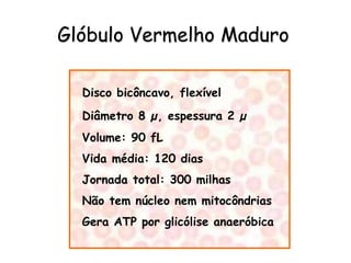 Glóbulo Vermelho Maduro

  Disco bicôncavo, flexível
  Diâmetro 8 µ, espessura 2 µ
  Volume: 90 fL
  Vida média: 120 dias
  Jornada total: 300 milhas
  Não tem núcleo nem mitocôndrias
  Gera ATP por glicólise anaeróbica
 