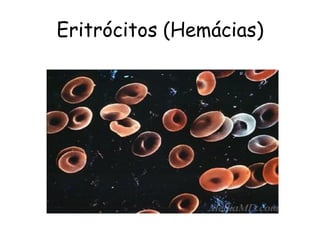 Eritrócitos (Hemácias)
 