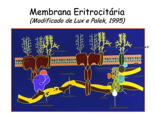 Membrana Eritrocitária
          (Modificado de Lux e Palek, 1995)


                                                     Glicoforina A        Glicoforina C
                       Glicoforina A


Banda 3     3
                                                                           p53
                                             Tropomiosina
                4.2
                             a Espectrina                 4.9
                                                                           Aducina
      Anquirina




                                                                         4.1
                              b Espectrina
                                                Actina
              Local de
          Auto-Associação
                                                         Tropomodulina
 