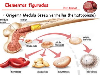 Prof. Emanuel
• Origem: Medula óssea vermelha (hematopoiese)
Elementos figurados
 
