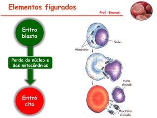 Elementos figurados
Prof. Emanuel
Eritro
blasto
Eritró
cito
Perda do núcleo e
das mitocôndrias
 