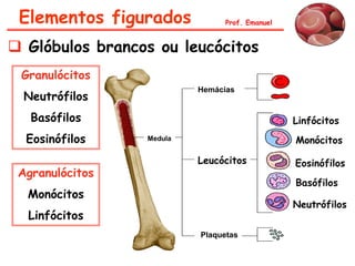  Glóbulos brancos ou leucócitos
Leucócitos
Linfócitos
Monócitos
Eosinófilos
Basófilos
Neutrófilos
Plaquetas
Hemácias
Medula
Granulócitos
Neutrófilos
Basófilos
Eosinófilos
Agranulócitos
Monócitos
Linfócitos
Prof. EmanuelElementos figurados
 