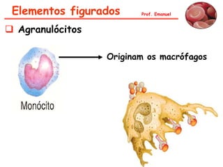 Prof. Emanuel
 Agranulócitos
Originam os macrófagos
Elementos figurados
 