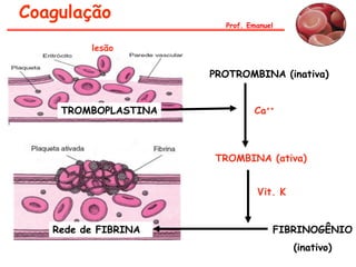 Coagulação
TROMBOPLASTINA Ca++
Vit. K
PROTROMBINA (inativa)
TROMBINA (ativa)
FIBRINOGÊNIO
(inativo)
Rede de FIBRINA
lesão
Prof. Emanuel
 