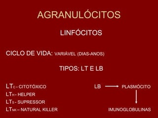 AGRANULÓCITOS
                        LINFÓCITOS

CICLO DE VIDA:     VARIÁVEL (DIAS-ANOS)


                        TIPOS: LT E LB

LTC - CITOTÓXICO                   LB         PLASMÓCITO
LTH - HELPER
LTS - SUPRESSOR
LTNK – NATURAL KILLER                     IMUNOGLOBULINAS
 