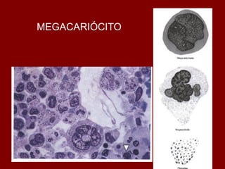 MEGACARIÓCITO
 