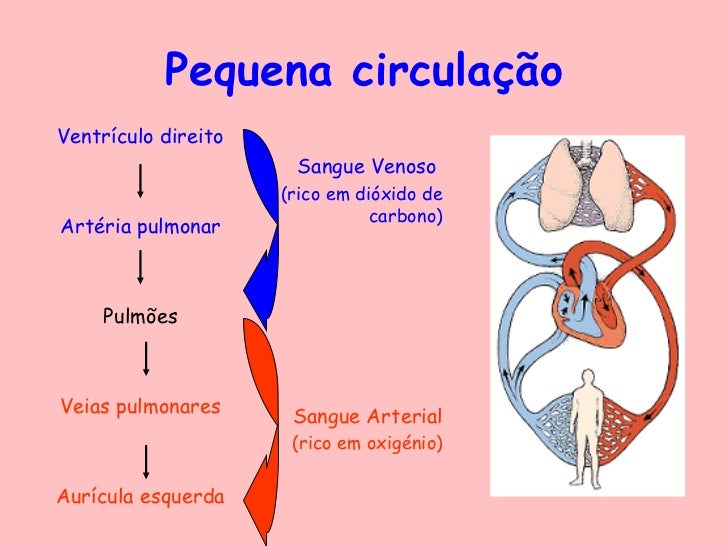 Sangue sistema circulatório