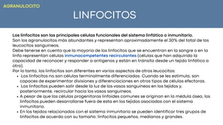 LINFOCITOS
Los linfocitos no son células terminalmente diferenciadas. Cuando se les estimula, son
capaces de experimentar divisiones y diferenciaciones en otros tipos de células efectoras.
Los linfocitos pueden salir desde la luz de los vasos sanguíneos en los tejidos y,
posteriormente, recircular hacia los vasos sanguíneos.
A pesar de que las células progenitoras linfoides comunes se originan en la médula ósea, los
linfocitos pueden desarrollarse fuera de esta en los tejidos asociados con el sistema
inmunitario.
En los tejidos relacionados con el sistema inmunitario se pueden identificar tres grupos de
linfocitos de acuerdo con su tamaño: linfocitos pequeños, medianos y grandes.
Los linfocitos son las principales células funcionales del sistema linfático o inmunitario.
Son los agranulocitos más abundantes y representan aproximadamente el 30% del total de los
leucocitos sanguíneos.
Debe tenerse en cuenta que la mayoría de los linfocitos que se encuentran en la sangre o en la
linfa representan células inmunocompetentes recirculantes (células que han adquirido la
capacidad de reconocer y responder a antígenos y están en tránsito desde un tejido linfático a
otro).
Por lo tanto, los linfocitos son diferentes en varios aspectos de otros leucocitos:
AGRANULOCITO
 