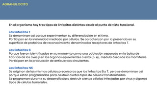 En el organismo hay tres tipos de linfocitos distintos desde el punto de vista funcional.
Los linfocitos T
Se denominan así porque experimentan su diferenciación en el timo.
Participan en la inmunidad mediada por células. Se caracterizan por la presencia en su
superficie de proteínas de reconocimiento denominadas receptores de linfocitos T.
Los linfocitos B
Porque fueron identificados en su momento como una población separada en la bolsa de
Fabricio de las aves y en los órganos equivalentes a esta (p. ej., médula ósea) de los mamíferos.
Participan en la producción de anticuerpos circulantes.
Los linfocitos NK
Se originan de las mismas células precursoras que los linfocitos B y T, pero se denominan así
porque están programadas para destruir ciertos tipos de células transformadas.
Se programan durante su desarrollo para destruir ciertas células infectadas por virus y algunos
tipos de células tumorales.
AGRANULOCITO
 